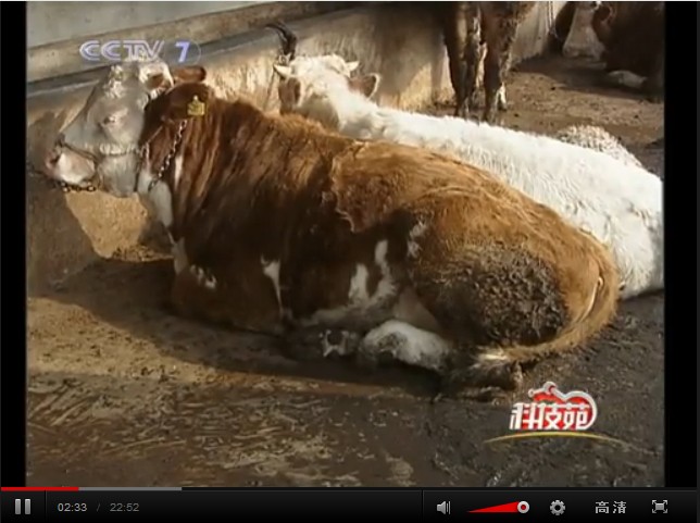 發酵床養牛技術視頻
