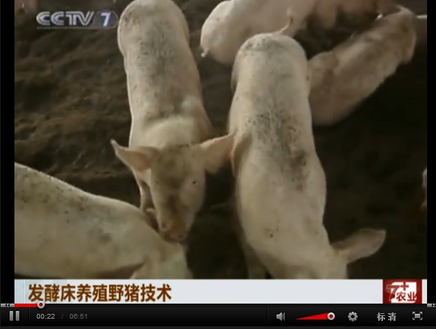 發酵床養野豬技術視頻