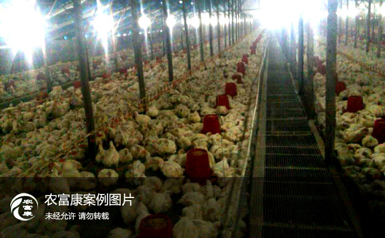遼寧鞍山網上養雞結合發酵床實例圖片