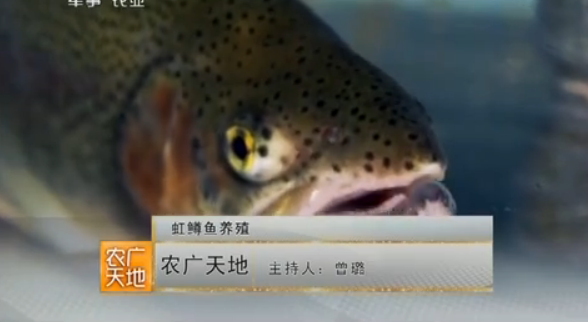 虹鱒魚養殖技術視頻