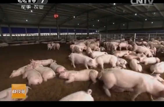 福建千頭豬共睡一張發酵床的大欄發酵床養豬模式